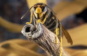 O medo aumentou à medida que o assassino asiático Hornets já viu este ano como um número recorde
