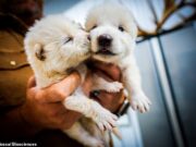 Por que a empresa que trouxe de volta o lobo da diarréia pela primeira vez em 10.000 anos abriu a porta para as primeiras pessoas geneticamente desenvolvidas do mundo …