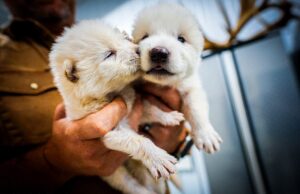 Por que a empresa que trouxe de volta o lobo da diarréia pela primeira vez em 10.000 anos abriu a porta para as primeiras pessoas geneticamente desenvolvidas do mundo …