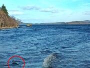 Loch Ness Monster foi publicado novamente? As manchas de bolhas de Nessi Hunter Wave, em seguida, uma forma de ‘Ga Dark ৰ cinza’ que desaparece sob a água