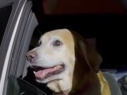 O rosto do amor de Labrador é puro amor, pois o proprietário é integrado com o proprietário cerca de um mês depois que o tornado desaparece