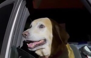 O rosto do amor de Labrador é puro amor, pois o proprietário é integrado com o proprietário cerca de um mês depois que o tornado desaparece