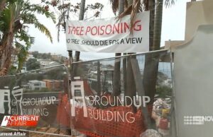 Os rumores que vagam após os subúrbios exclusivos de Sydney estão balançando US $ 25 milhões por veneno de palmeira