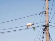 Momentos incríveis de cabra para equilibrar uma linha de energia para chegar ao café da manhã nos arbustos