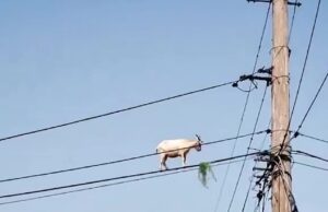 Momentos incríveis de cabra para equilibrar uma linha de energia para chegar ao café da manhã nos arbustos