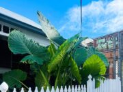 Uma casa de três salões para alugar US $ 550 em subúrbios da moda está sonhando com o inquilino … mas muitos estão rejeitando -o por causa de requisitos bizarros