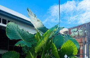 Uma casa de três salões para alugar US $ 550 em subúrbios da moda está sonhando com o inquilino … mas muitos estão rejeitando -o por causa de requisitos bizarros