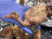 O restaurante chinês está fechado depois que o ‘pato assado’ foi visto como um pombo de rua morto