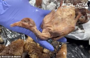 O restaurante chinês está fechado depois que o ‘pato assado’ foi visto como um pombo de rua morto