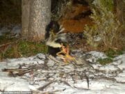 Skonk puxou Rhodkil para um buraco de leão da montanha em um vídeo incrível