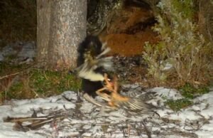 Skonk puxou Rhodkil para um buraco de leão da montanha em um vídeo incrível