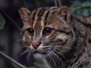 Novo morador do lindo zoológico de gato San Diego com segredos incríveis