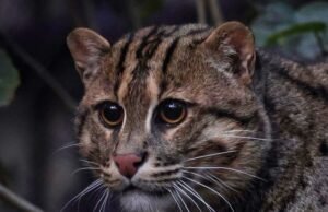 Novo morador do lindo zoológico de gato San Diego com segredos incríveis