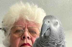 A mulher veterana de Nova York disse que deve desistir de seu papagaio de apoio sensível ou ficar para sempre em Porto Rico