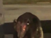 ‘Arrepiante’ é o mistério do momento em que o mistério do momento é semelhante ao sugestão de sangue e um ‘agitador de pele’ rotulado na casa da mulher assustada