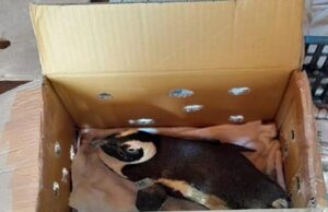 Crashos de helicóptero do pinguim: nu nos eventos de eventos vegetais após pássaros