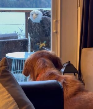 97148267-14596699-A_Washington_mother_captured_unsettling_footage_of_a_bald_eagle_-a-30_174431464357.jpeg