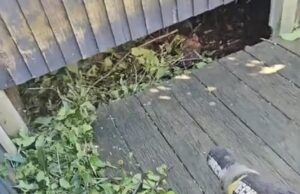 Os vizinhos deixam seu hedge crescer em cima da cerca do meu cliente … mas eu tenho a vingança perfeita