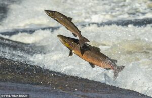 Salmão selvagem ’em risco de extinção’ como novas estatísticas no rio escocês mostra uma queda dramática em estoques