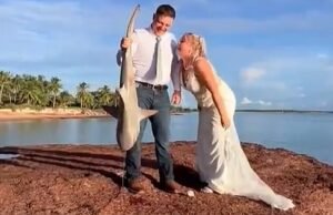 A maioria do casamento australiano como noiva em um momento gigante de tubarão depois que um hits é atingido