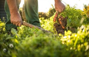 Este é um shawla-hav! Gardener Great Green Enemy agora é amigo – e os especialistas aconselham para permitir o desenvolvimento de suas ervas daninhas