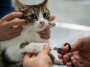 Os veterinários da Califórnia declaram outra proibição de gatos? Os legisladores estão tentando – Mercury News