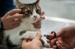 Os veterinários da Califórnia declaram outra proibição de gatos? Os legisladores estão tentando – Mercury News