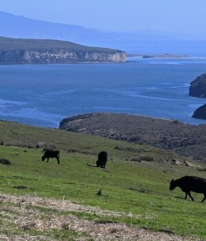 MIJ-L-POINTREYES-0213-09.jpg