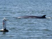 Kishore Min para o Timi terça -feira Emeryville – Mercury News