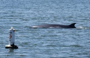 Kishore Min para o Timi terça -feira Emeryville – Mercury News