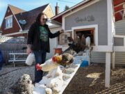 O frango do quintal traseiro não pode quebrar o preço dos ovos altos, mas esses proprietários dizem que são valiosos – Mercury News