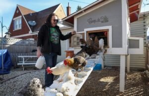 O frango do quintal traseiro não pode quebrar o preço dos ovos altos, mas esses proprietários dizem que são valiosos – Mercury News