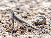 O presidente Donald Trump pode excluir os memoriais nacionais de Chakwalla e Sattla? – Notícias de Mercury