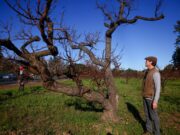 Orchard Keeper continua a manter o Saratoga Heritage Orchard – Mercury News