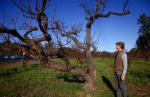Orchard Keeper continua a manter o Saratoga Heritage Orchard – Mercury News