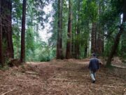 Los Gatos, mais de mil acres foram tratados para reduzir o risco de incêndio para Saratoga