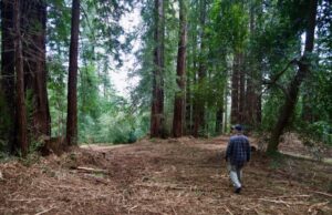 Los Gatos, mais de mil acres foram tratados para reduzir o risco de incêndio para Saratoga