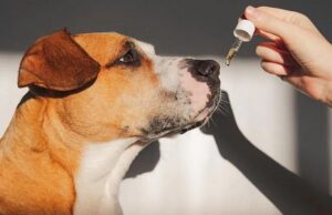 O melhor complemento para facilitar o desconforto da articulação do seu cão – Mercury News