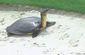 PGA Championship: jogadores … atrasado por causa da tartaruga