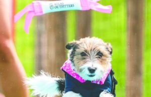 Cães de mergulho locais para estar em competição de televisão | Notícias locais