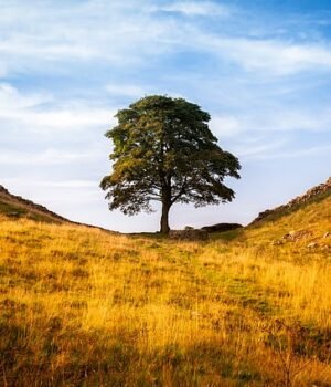 97655661-14696629-The_Sycamore_Gap_tree_was_well_known_and_featured_in_the_film_Ro-a-1_1746810499311.jpeg