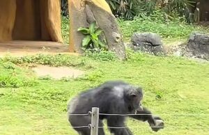 Gorilla gritou no momento quando uma pedra jogou uma pedra para os visitantes, ferindo os convidados no zoológico chinês