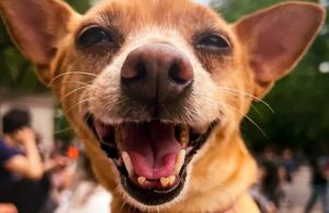 Cães adoráveis como dono dos animais da corrente sanguínea estão bêbados em ataques travessos