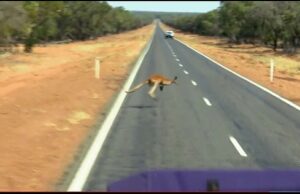 A filmagem de terror mostra a dura realidade da vida dos rastreadores de Outback