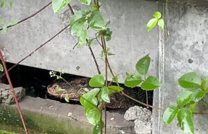 O horror como um monitor é visto como engolir um bebê recém -nascido na Tailândia