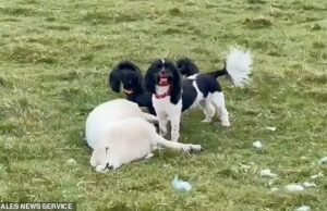 Os dois Spaniels Chudachudi-Cheerful no momento se tornaram salvados e o Cordeiro Fundamental até a morte