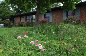 Entediado em gramados manicúrios, alguns proprietários não recebem nenhum cru ao longo do ano