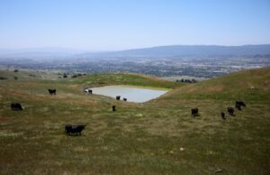 South Bay Park viu a grande propagação