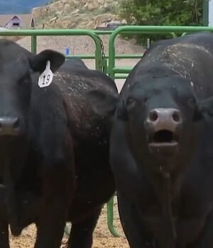99008519-14776943-By_May_8_15_cows_at_a_Colorado_ranch_had_mysteriously_died-m-5_1748974514787.jpg