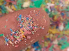 Microplásticos chegaram ao único inseto nativo da Antártida